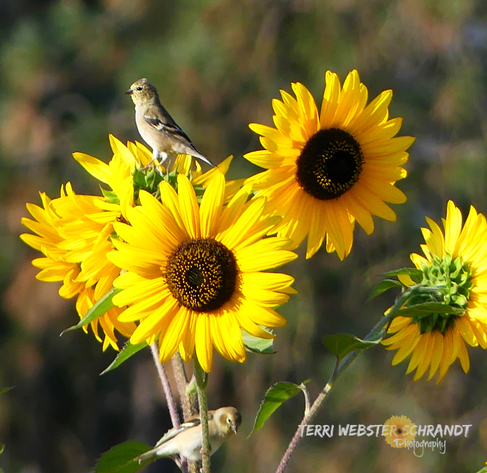 goldfinch and sunflowers