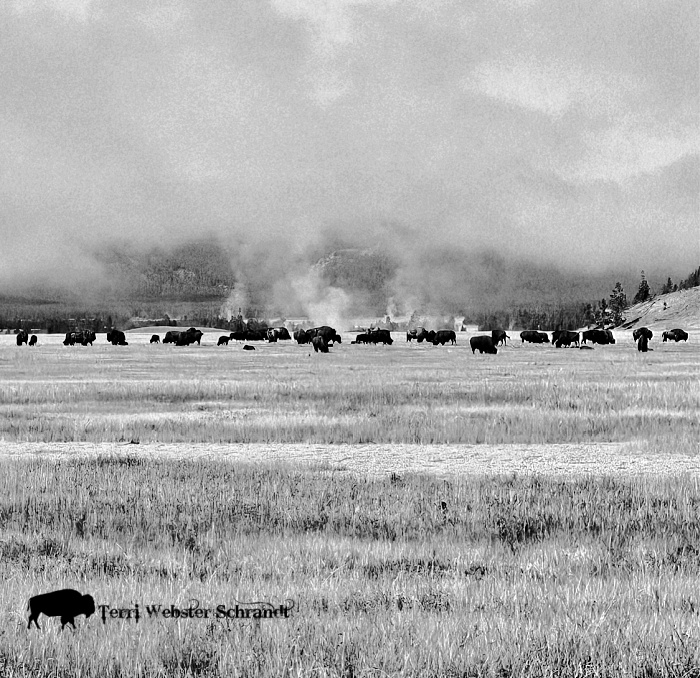 bison herd