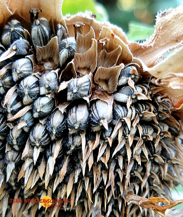 sunflower seeds