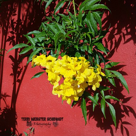 Yellow Trumpet flower