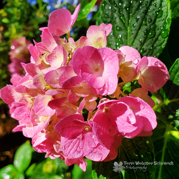 pink hydrangea