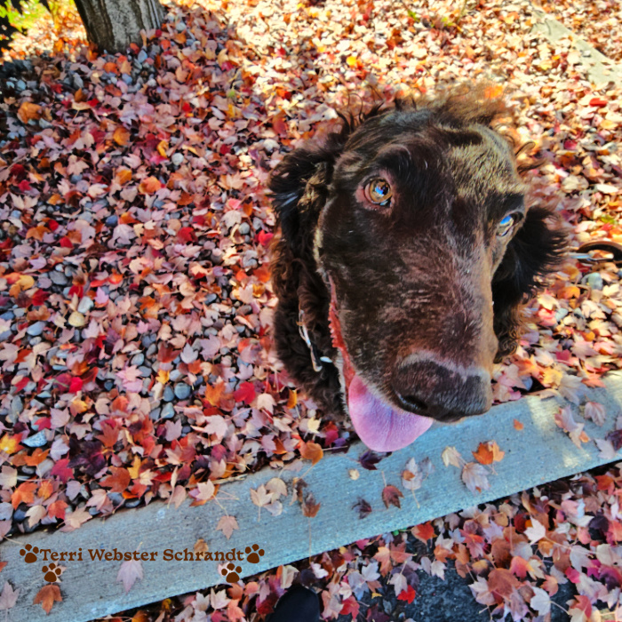 dog and fallen leaves