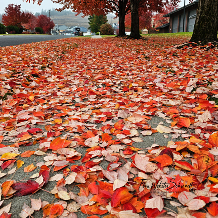 fallen maple leaves