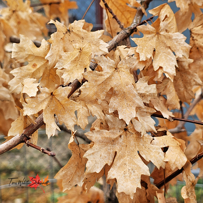 brown maple leaves