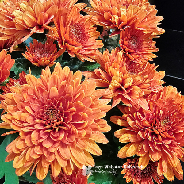 orange mums