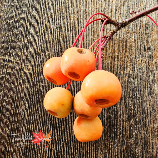 orange berries