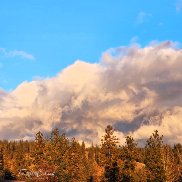textures clouds forest