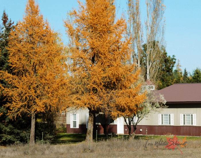 western larch house siding