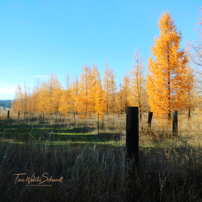 western larch grove