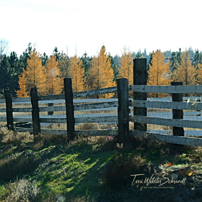 Sunday Stills: November’s #Textures and Beginning of Advent&nbsp;Season