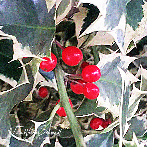 holly berries