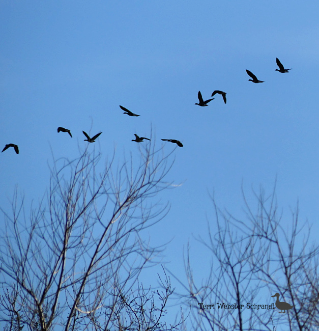 10 Canada geese