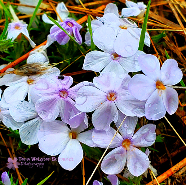 10 purple and white flowers