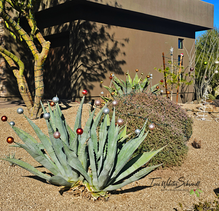 aloe vera cacti