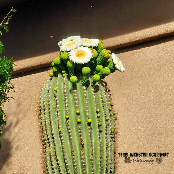 saguaro cactus blooms
