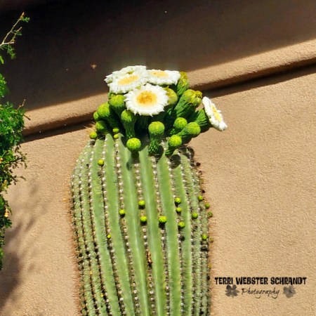 saguaro cactus blooms