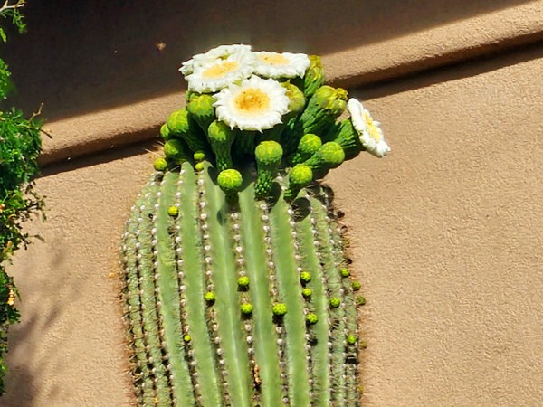 saguaro cactus blooms
