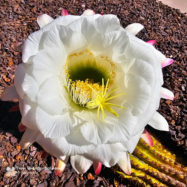 golden torch cactus flower