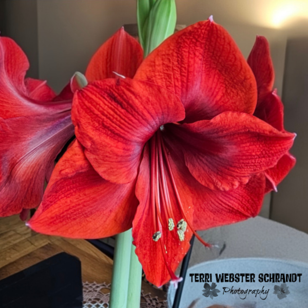 red amaryllis