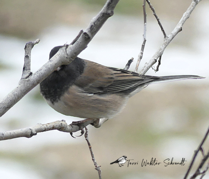 junco