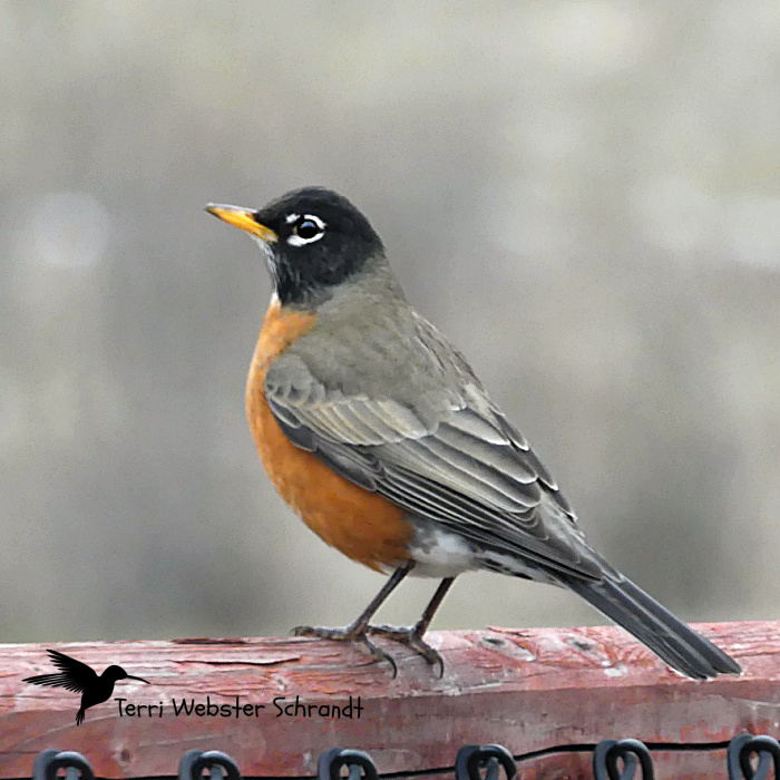 Sunday Stills: Let’s Feed the #Birds in&nbsp;February