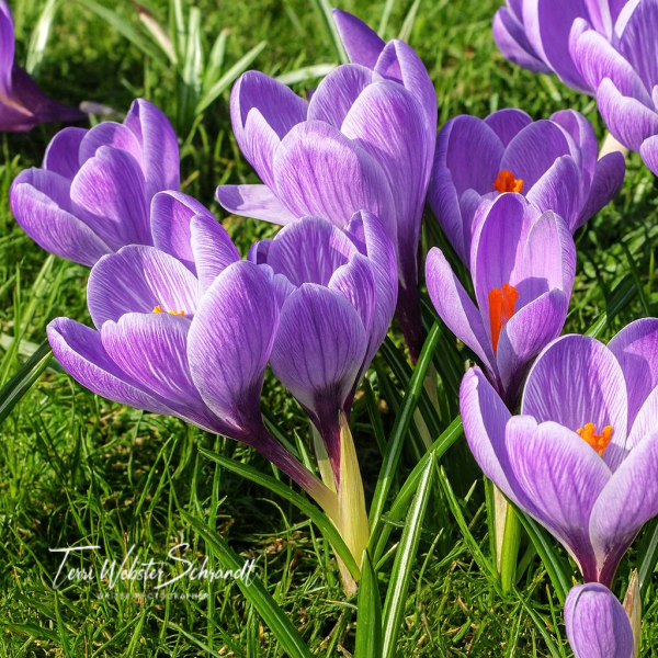 purple forest crocus