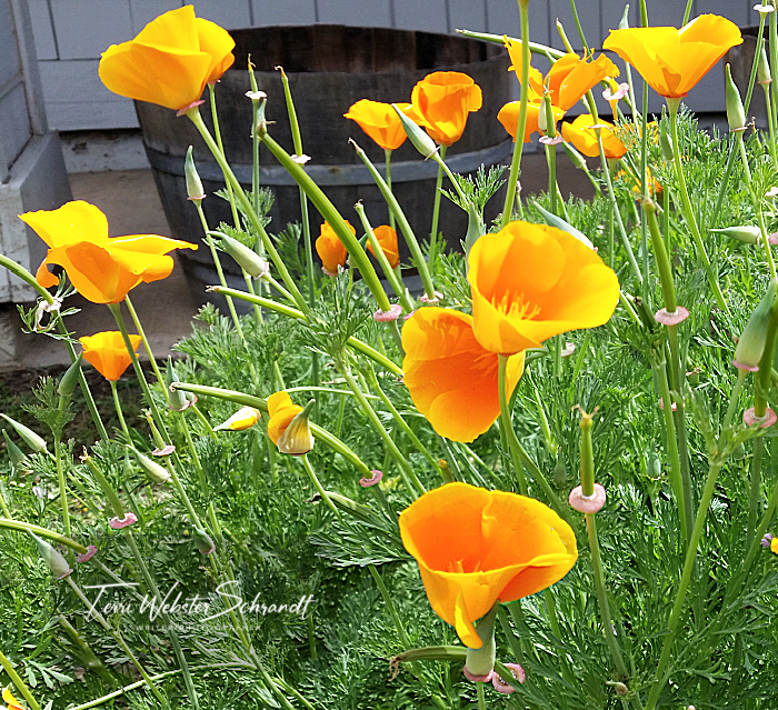 California Poppies