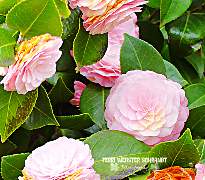 pink camellias