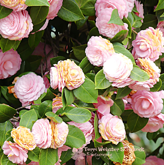 pink camellias