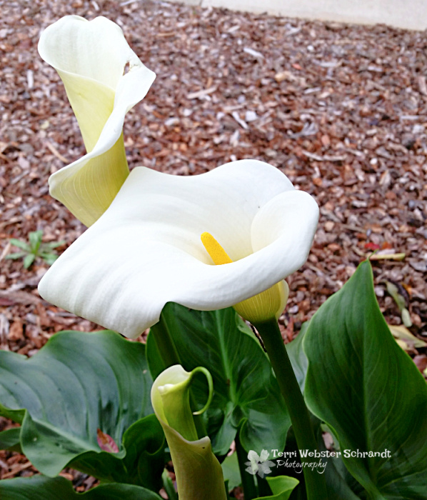 calla lilly