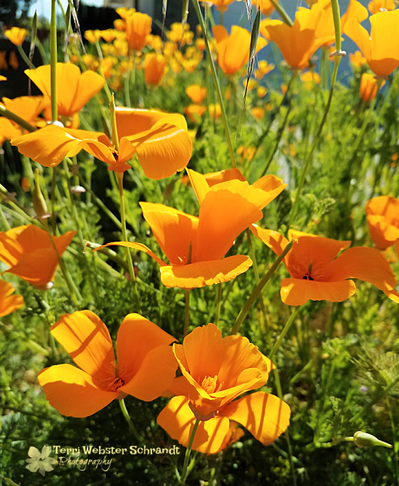 orange poppies