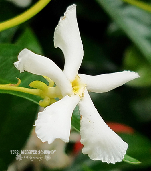 white jasmine flower