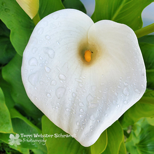 Calla Lily