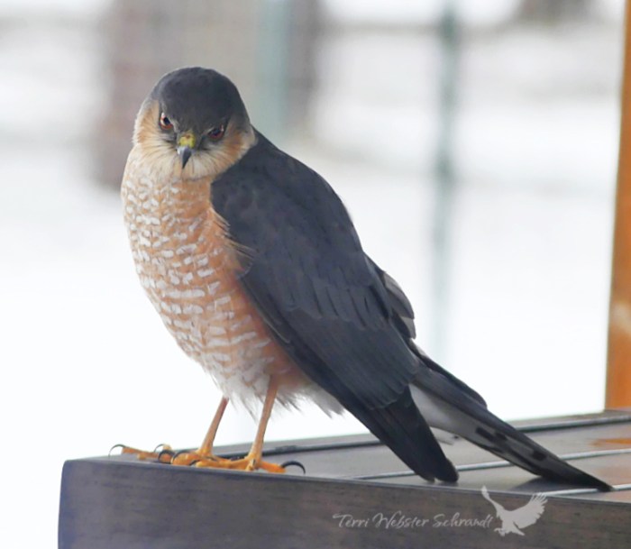 cooper's hawk