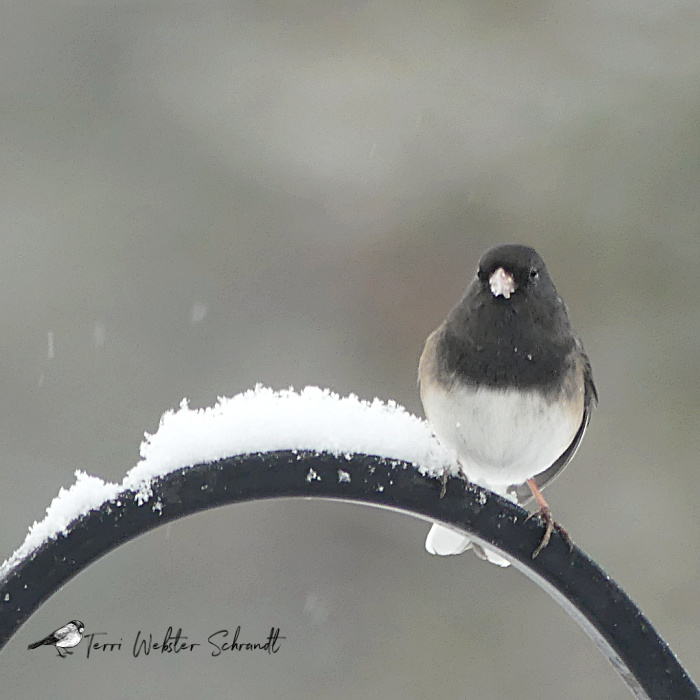 Perched Junco