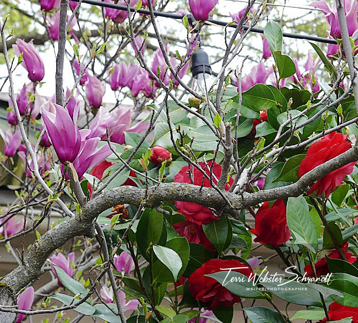magnolia tree