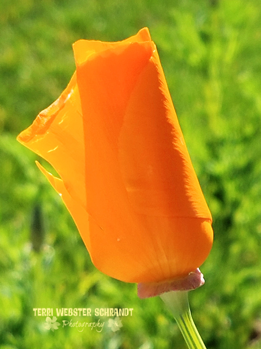 orange Poppy unfurling