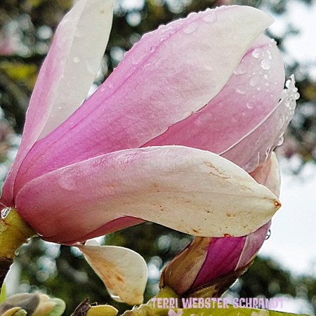 magnolia tree blossom
