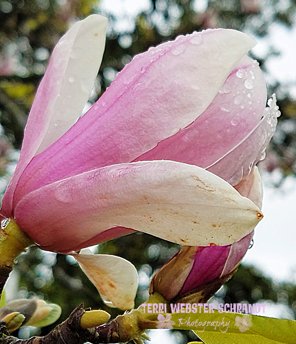 The Flower Hour #21: Magnolia Tree&nbsp;Blossoms