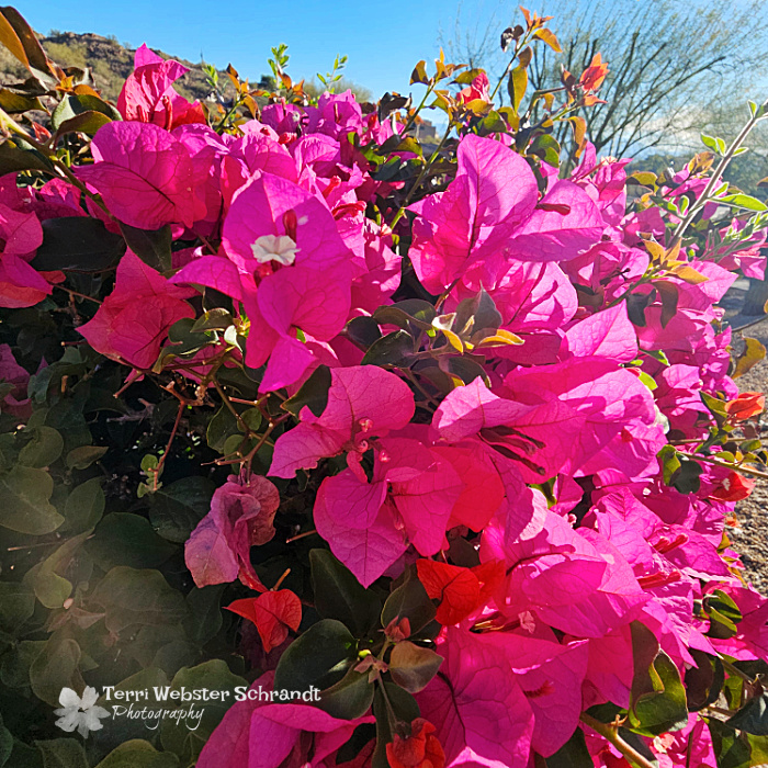 bougainvillea pink