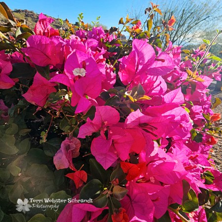 bougainvillea pink