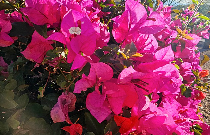 bougainvillea pink