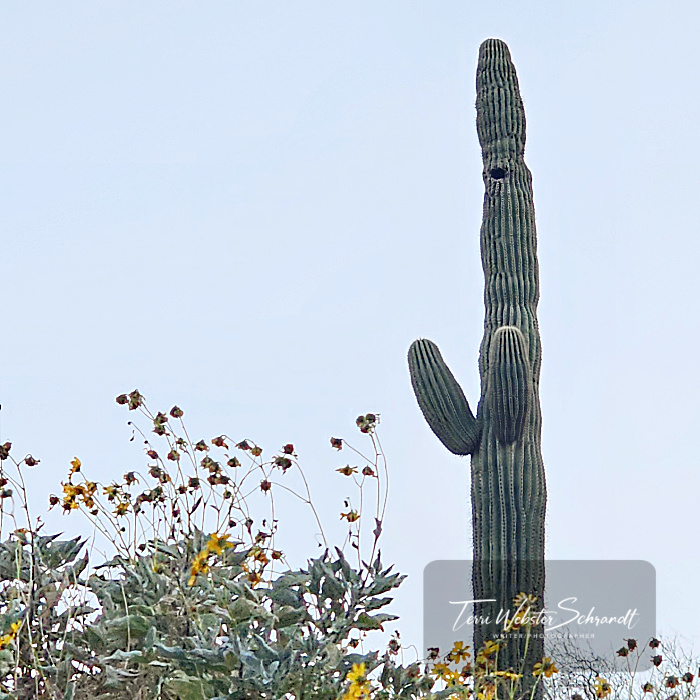 saguaro cactus