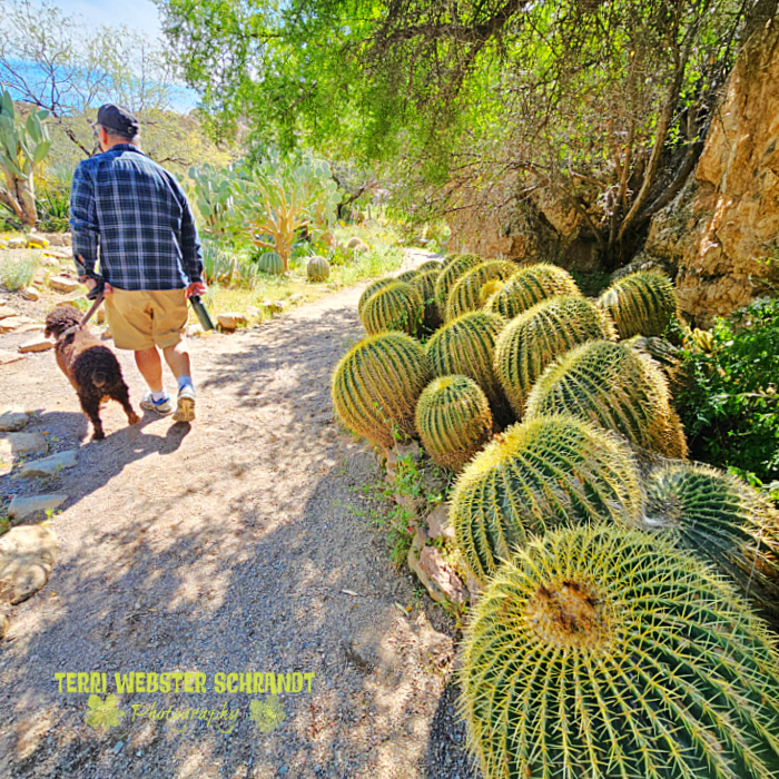 green barrel cacti