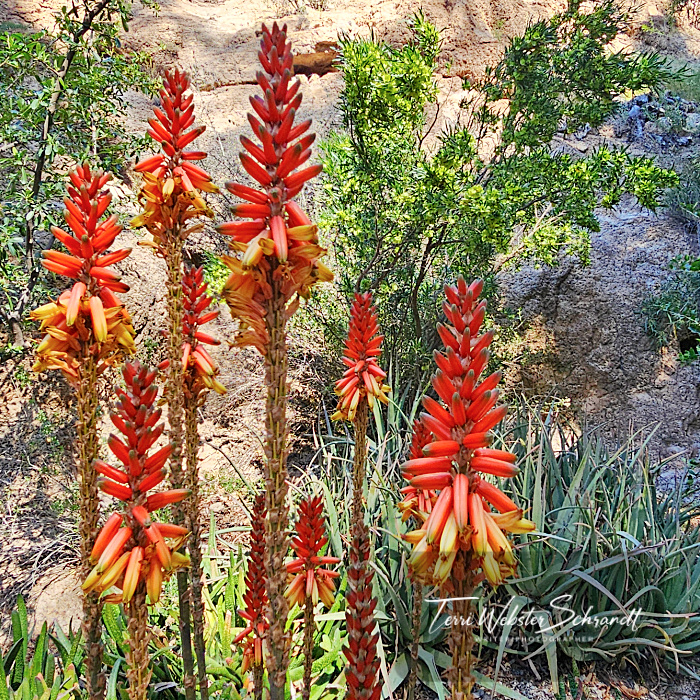 Red Desert Yucca