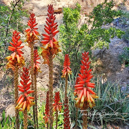 Red Desert Yucca