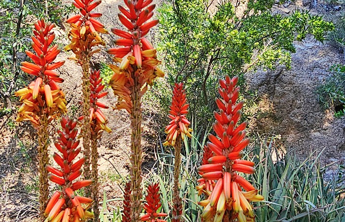Red Desert Yucca