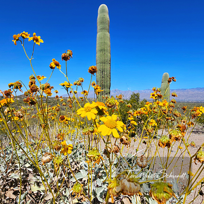 stately saguaro cactus