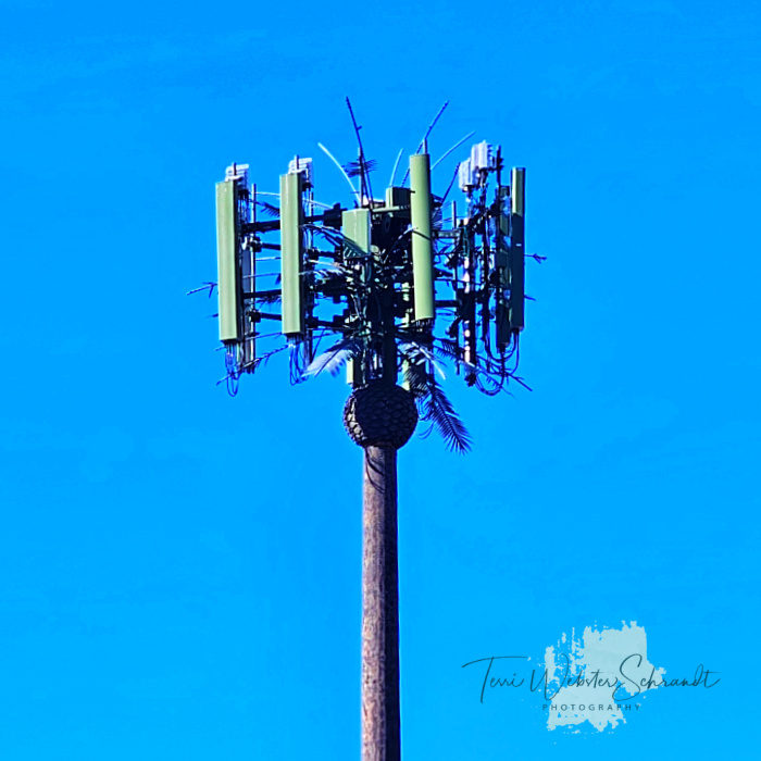 cactus cell tower