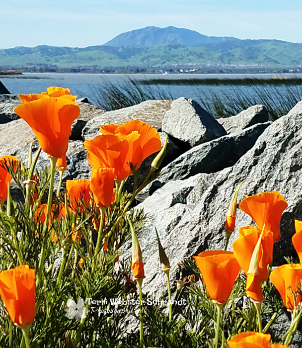 Poppies rocks and sea water